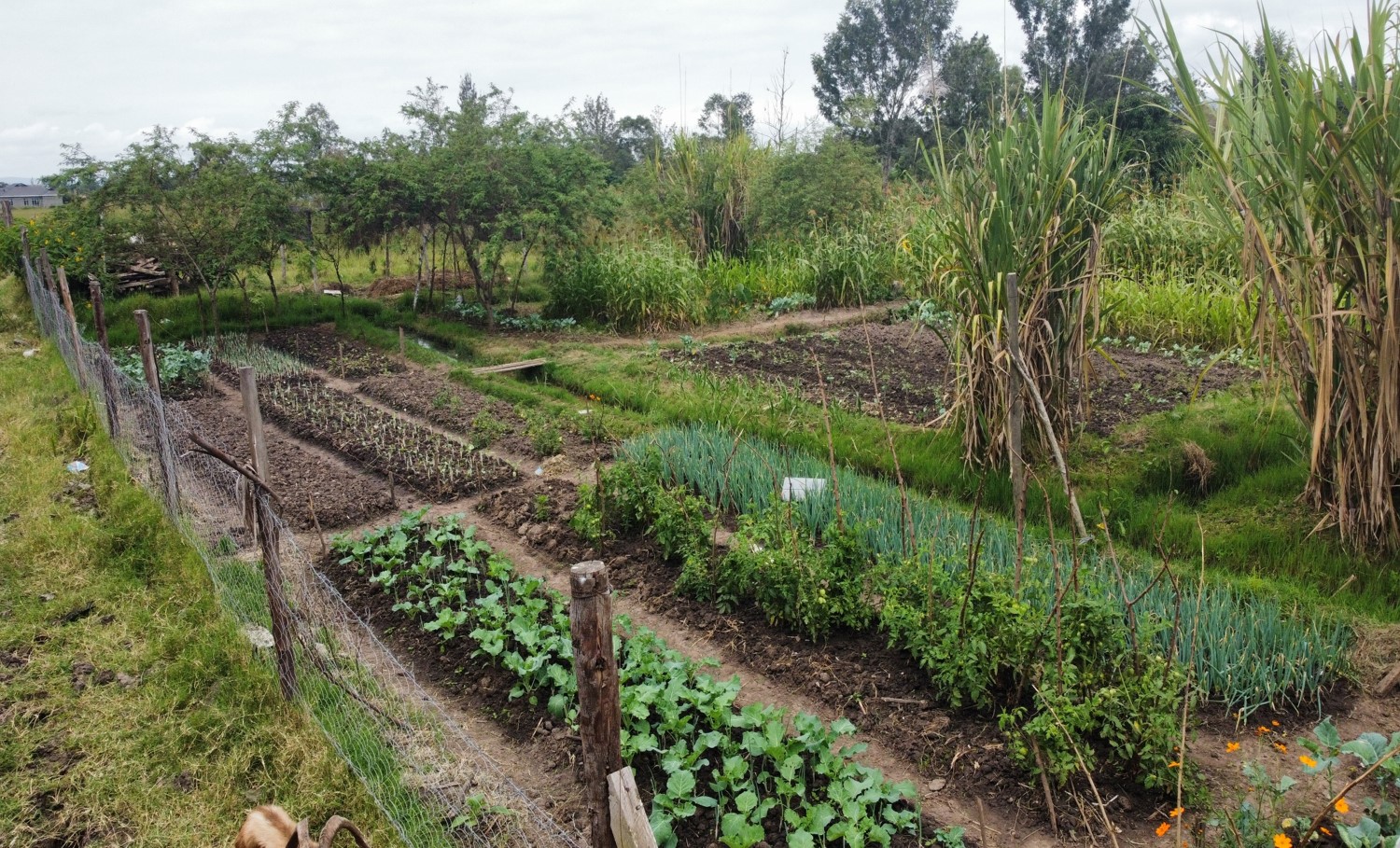 G-BiACK Facebook farming
