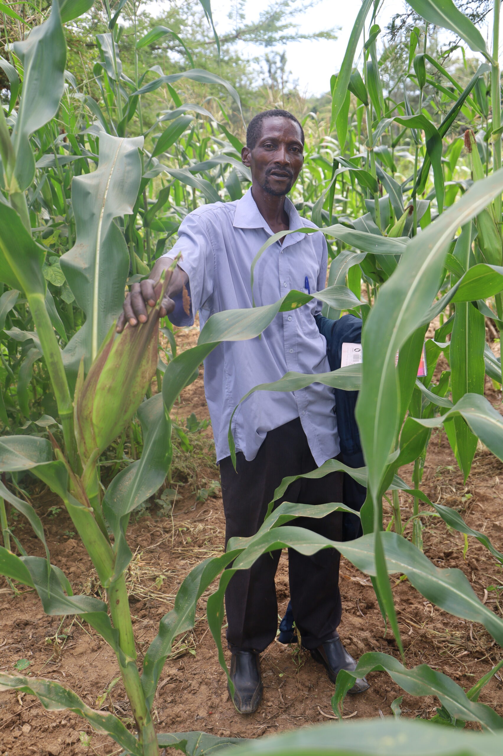 Kenyan farmer tending biointensive garden beds in Thika